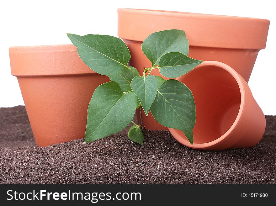 Ceramic pots for sprouts and a young plant.