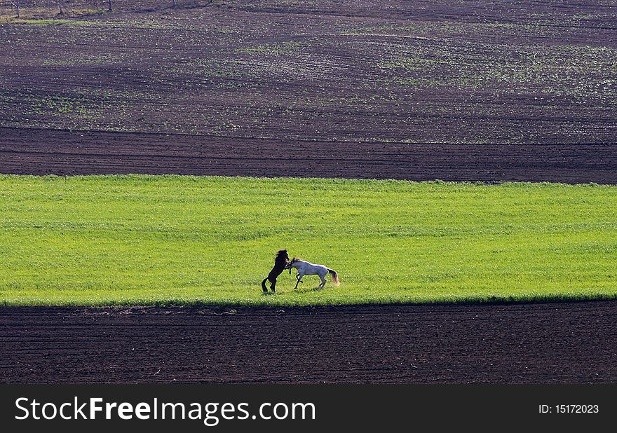 2 playing horses on the green field