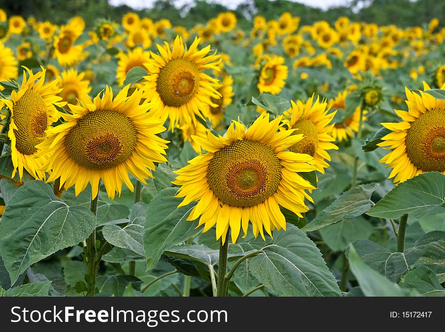 Cultivated sunflower field in vibrant colors