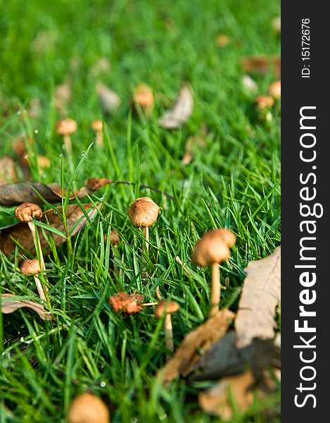 Whenever will have a lot of small mushrooms to grow on the lawn after rain.