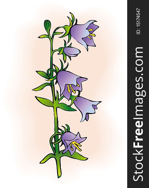 Vector drawing. Campanula is one of several genera in the family Campanulaceae with the common name bellflower.