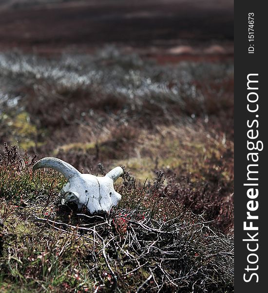 A bleached white sheep skull on the North Yorkshire Moors, England, UK. A bleached white sheep skull on the North Yorkshire Moors, England, UK.