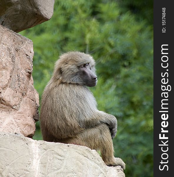 Baboon Sitting on a Rock ledge asleep