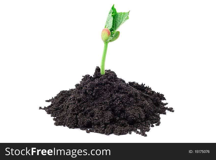 Isolated bean seedling with soil on white background. Isolated bean seedling with soil on white background