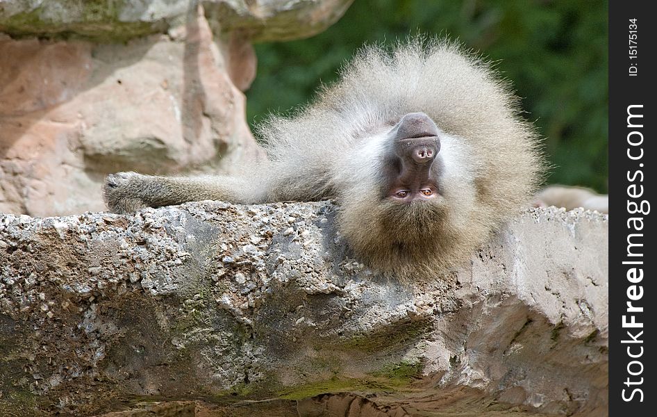 Baboon Resting on a Rock ledge