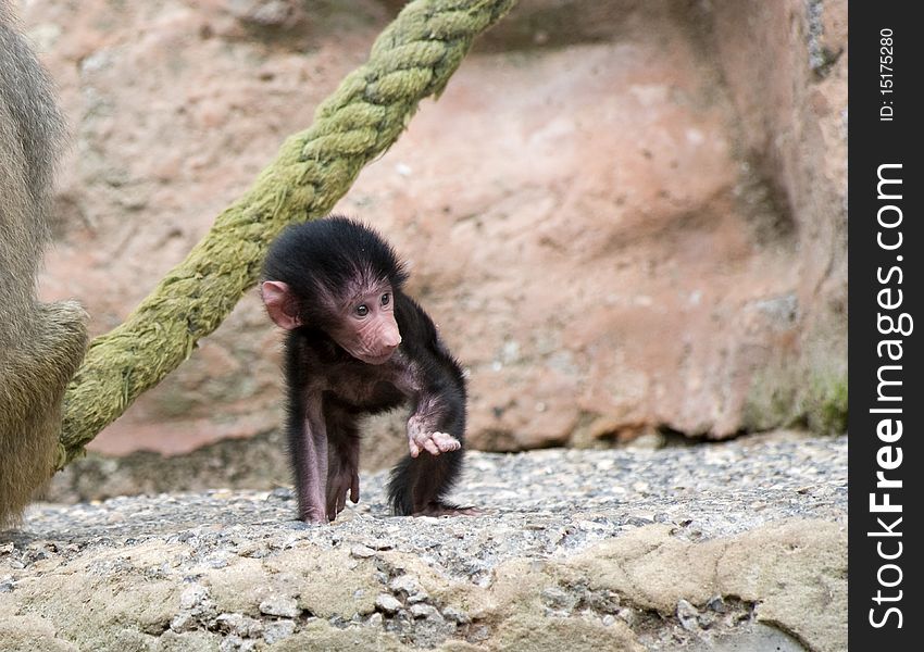 Baby Baboon standing on a Rock ledge