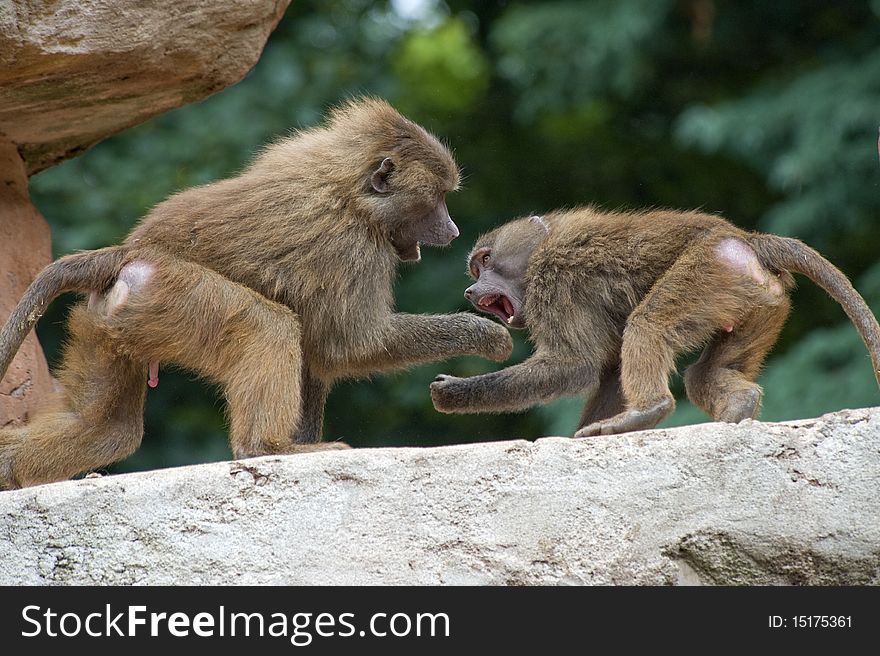 Two Baboons Fighting on a Rock ledge