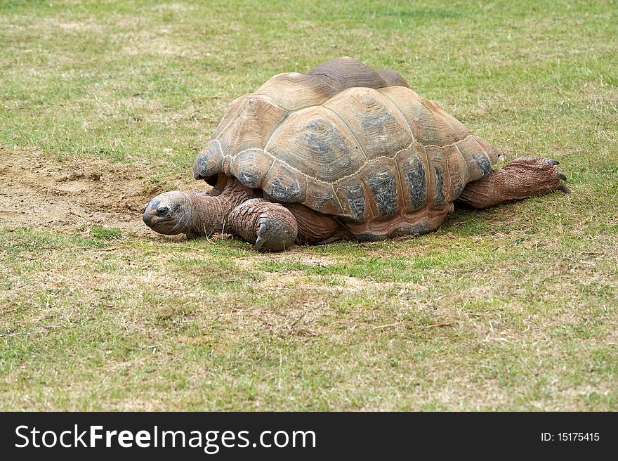 Tortoise Walking on the grass