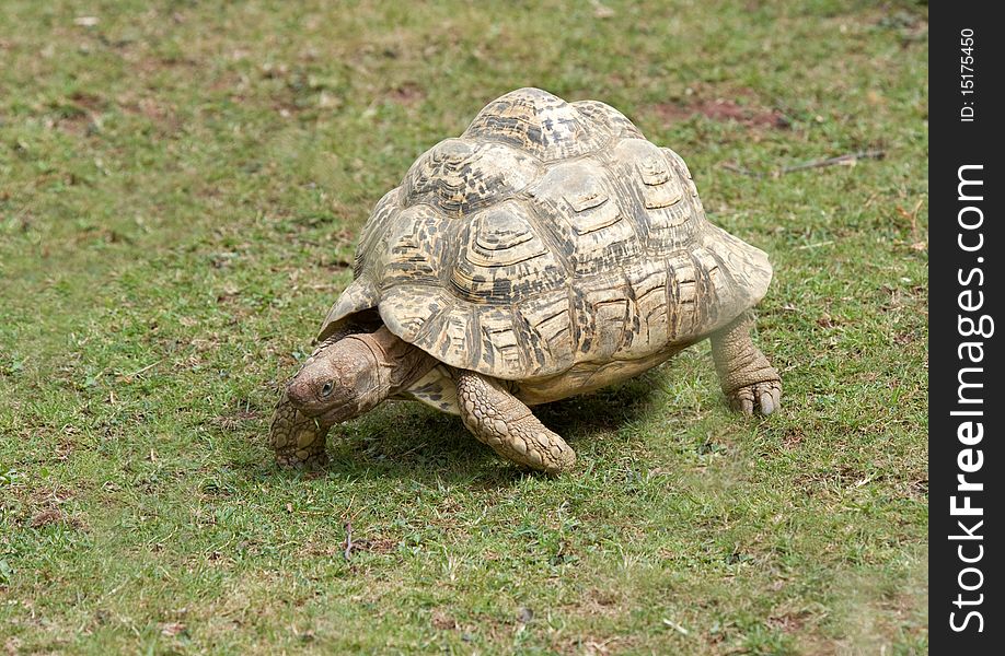 Tortoise Walking on the grass
