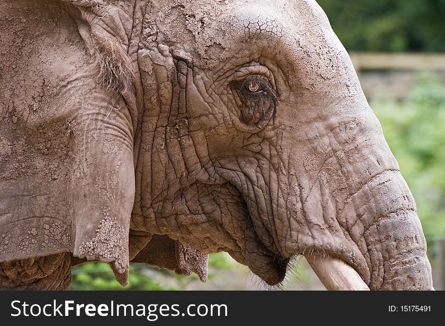 Closeup of an elephants head
