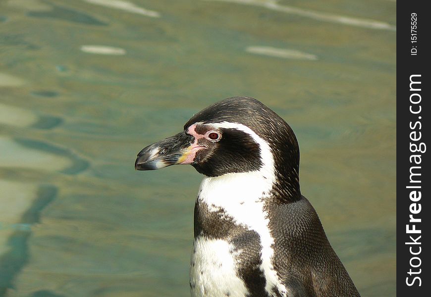 Penguin Spheniscus humboldti is looking ahead