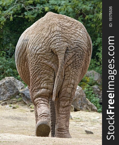 An Elephant walking away slowly