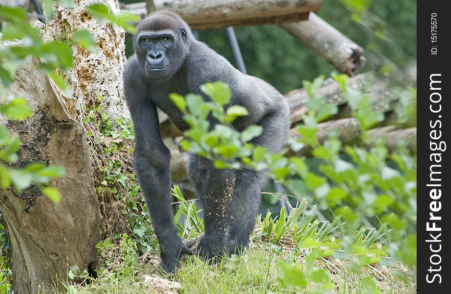 Adult Male Gorilla looking at camera