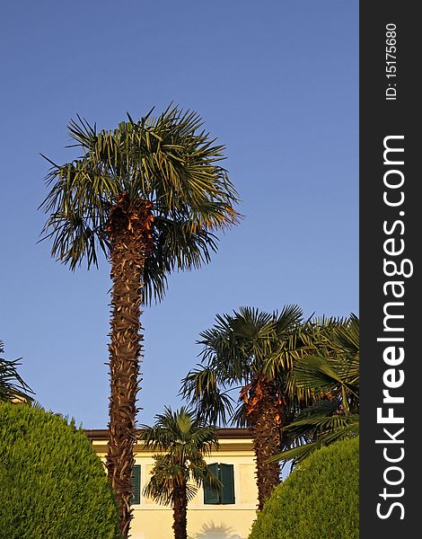Palm tree in Lazise, Lake Garda, Veneto, Italy, Europe. Palm tree in Lazise, Lake Garda, Veneto, Italy, Europe