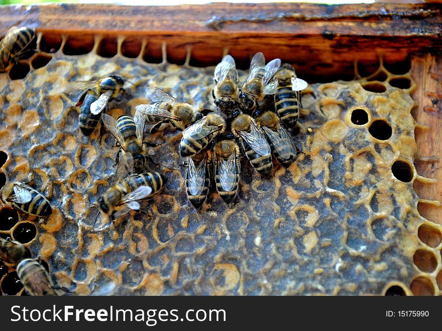 A group of bees is working in the hive. A group of bees is working in the hive.