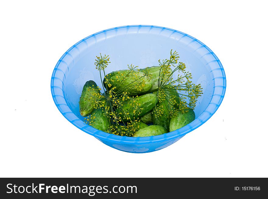 Little green cucumbers and dill in the plastic bowl isolated on white. Little green cucumbers and dill in the plastic bowl isolated on white