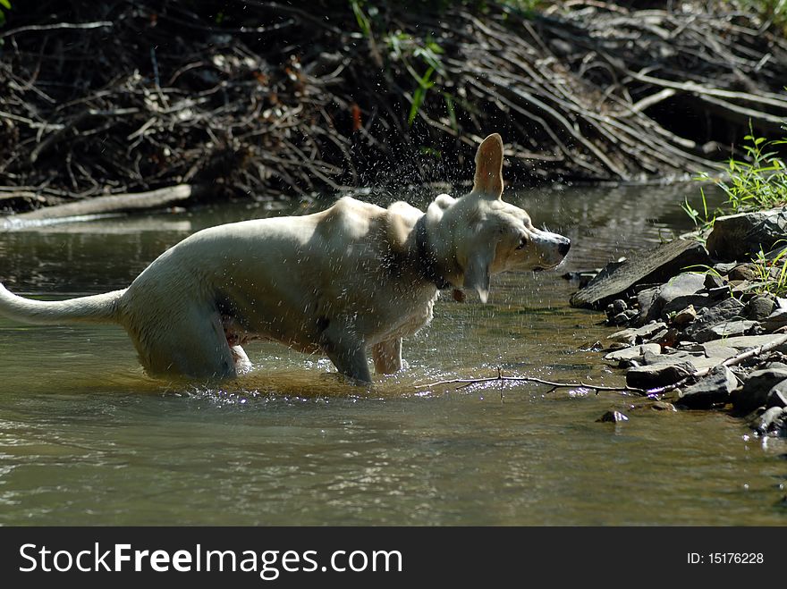 Dog shaking water after a cooling down swim in mountain stream. Dog shaking water after a cooling down swim in mountain stream.