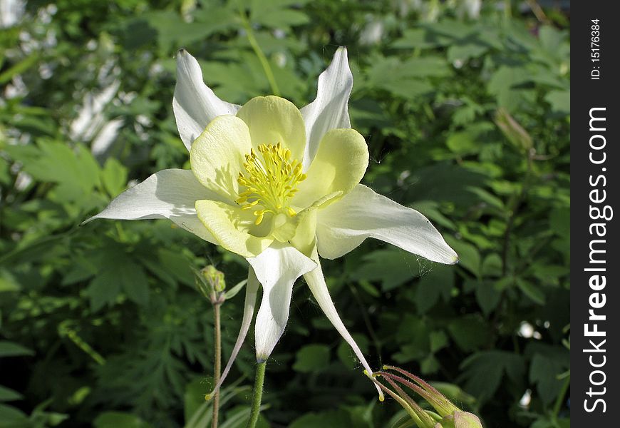 Aquilegia-Caerulea-Hybrid flower in spring