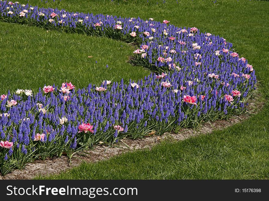 Muscari, grape hyacinths with tulips in spring