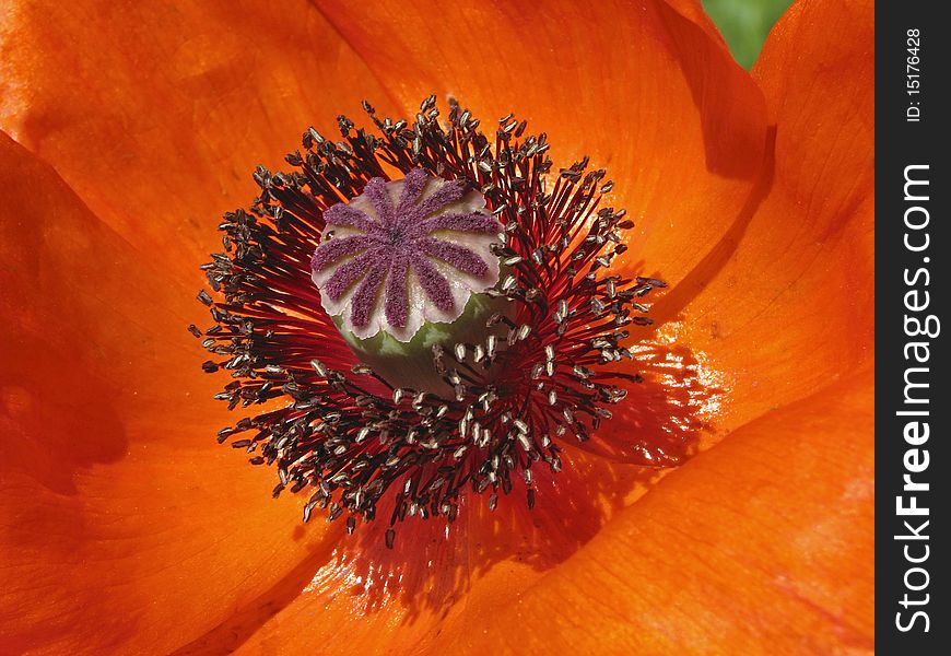 Oriental poppy in spring, Papaver orientale