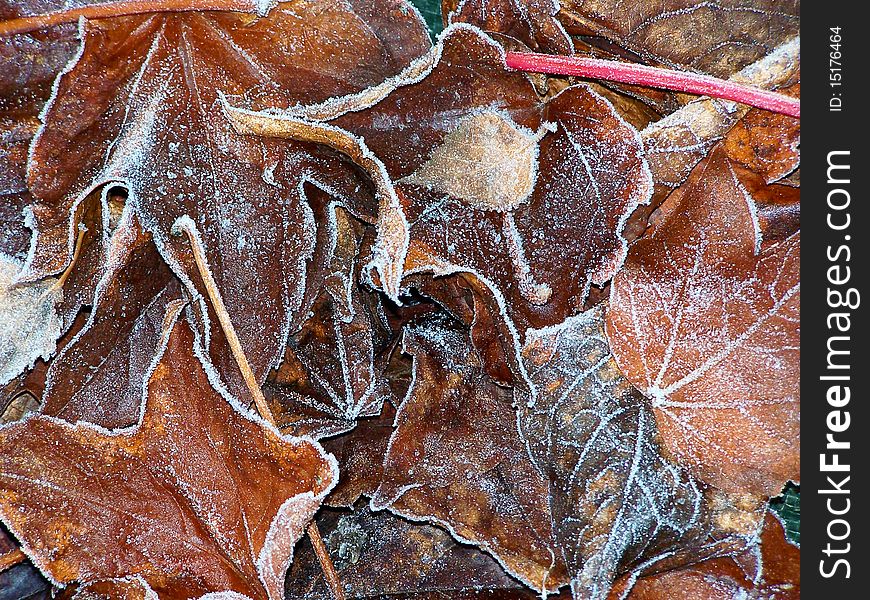 Autumn leaves covered in frost in close-up. Autumn leaves covered in frost in close-up