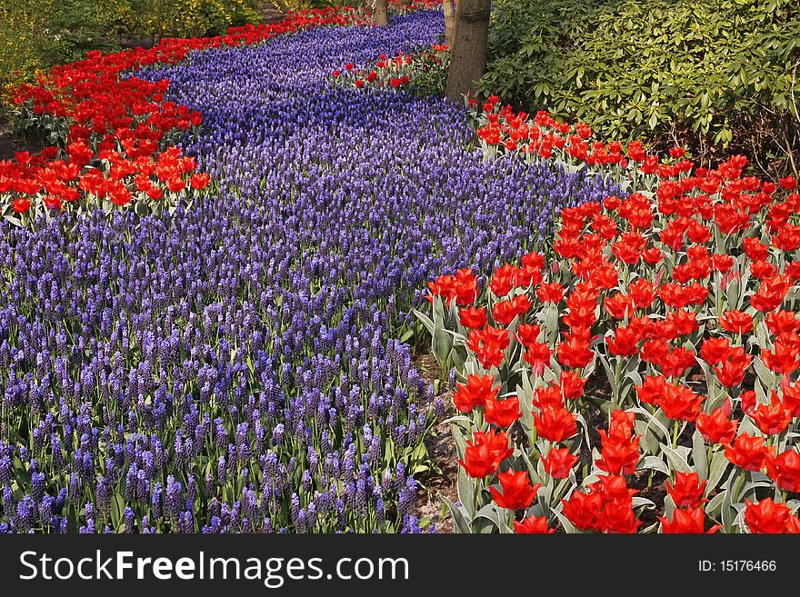 Grape Hyacinths, Muscari With Tulips In Spring