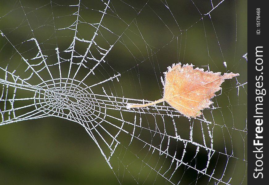 Frosted Spider Web with trapped leaf in winter.