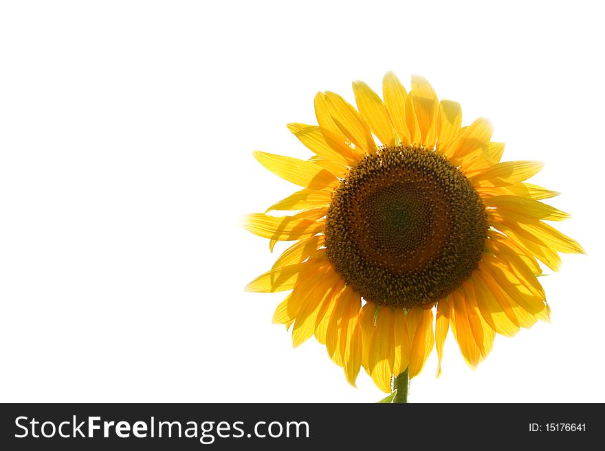 Live sunflower isolated on white background. Live sunflower isolated on white background