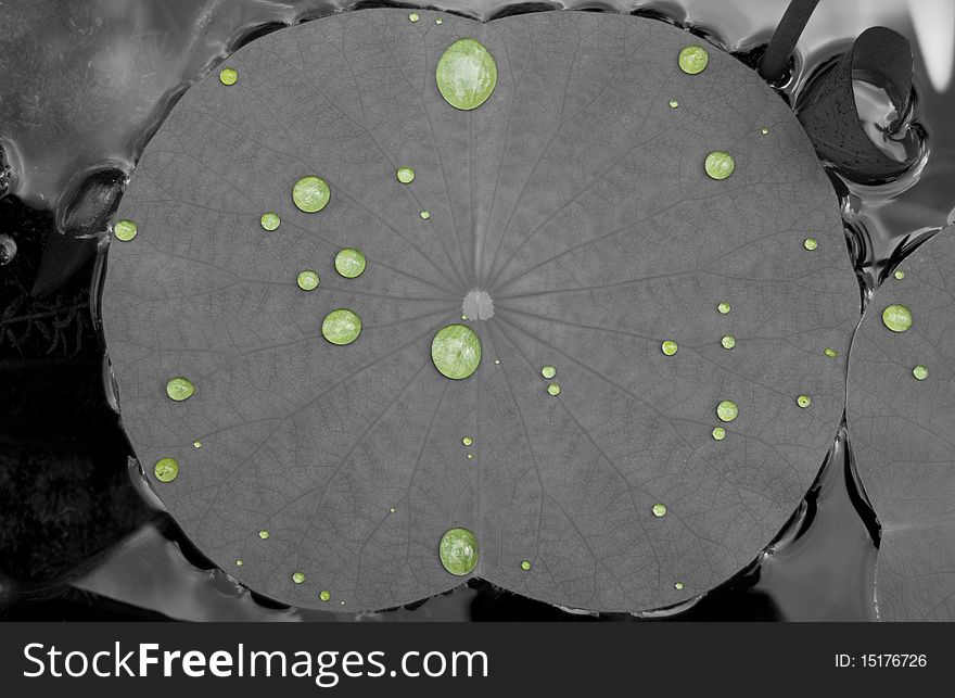 Black and white photo of Lily pad with Water Drops in color. Black and white photo of Lily pad with Water Drops in color