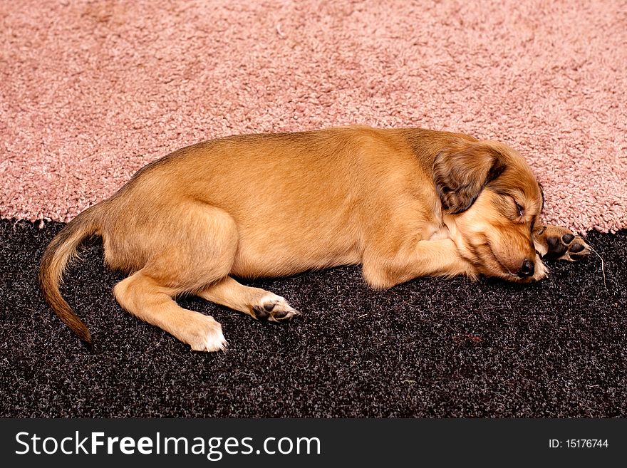 Sleeping Saluki Pup