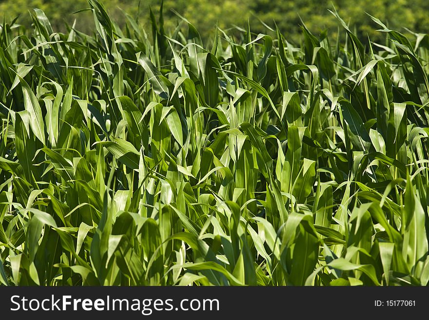Corn field in mid july in rural romania