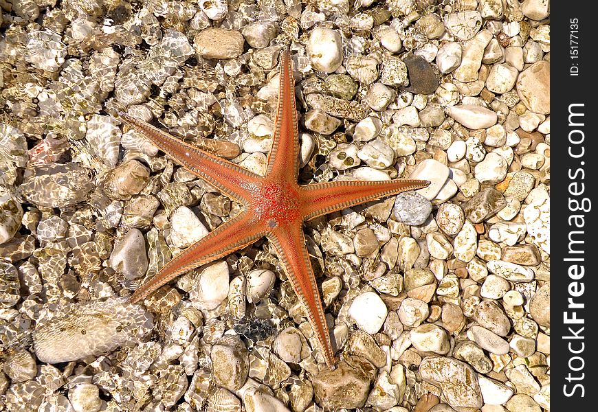 Orange starfish on the beach