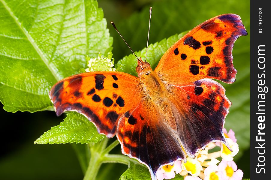 Banded Orange Butterfly