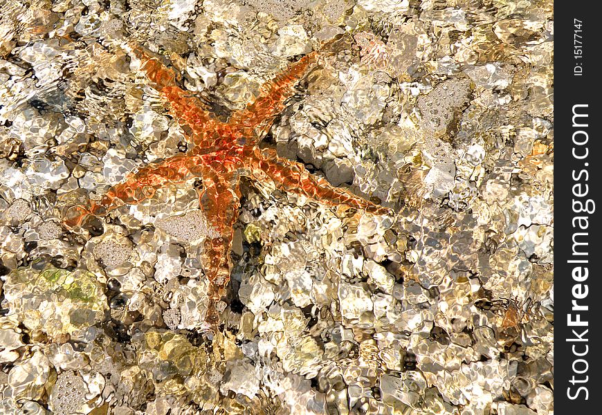 View of the starfish underwater