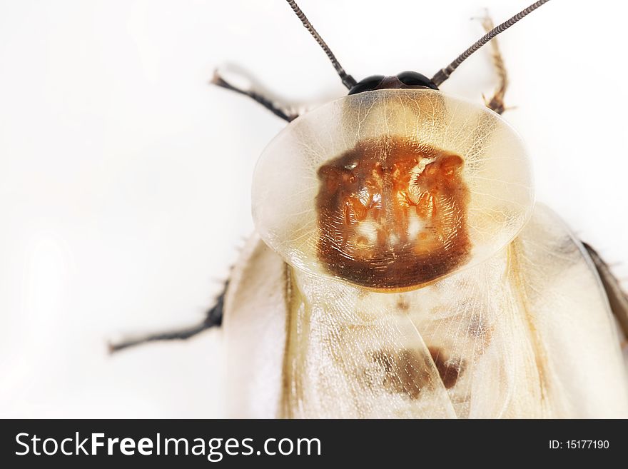 fresh beetle (cockroach after molting)