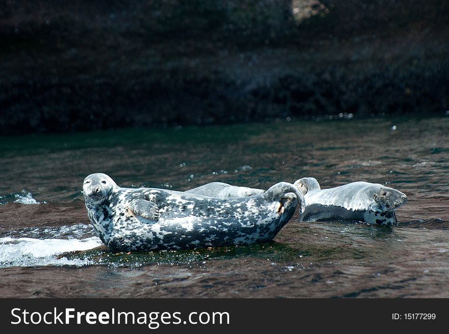 2 gray seals taking some sun in percé québec canada