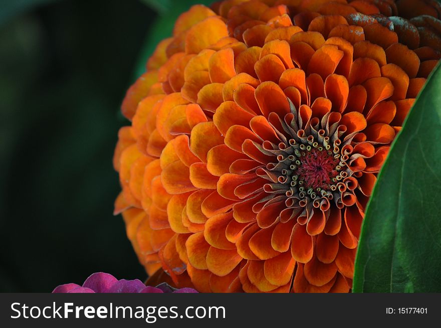 I shot this flower a little before sunset, the lighting really makes the colors pop out. I shot this flower a little before sunset, the lighting really makes the colors pop out.