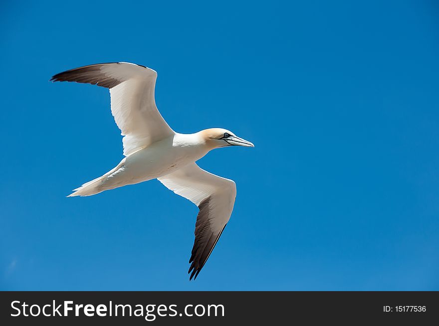 Northern gannet flying