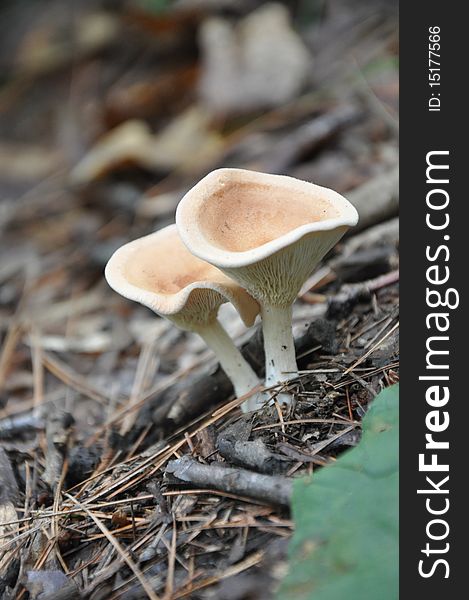 Mushrooms found at Devil\\\'s Lake State Park, WI.