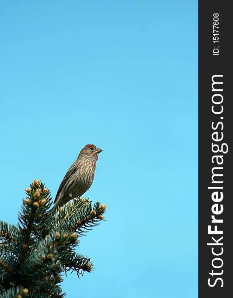 A small finch on a pine tree branch