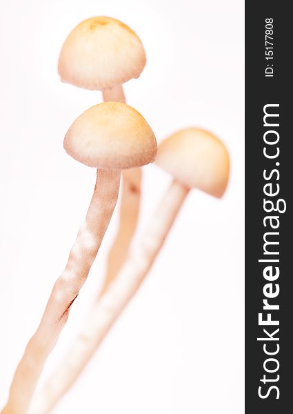 Close-up of mushrooms on white