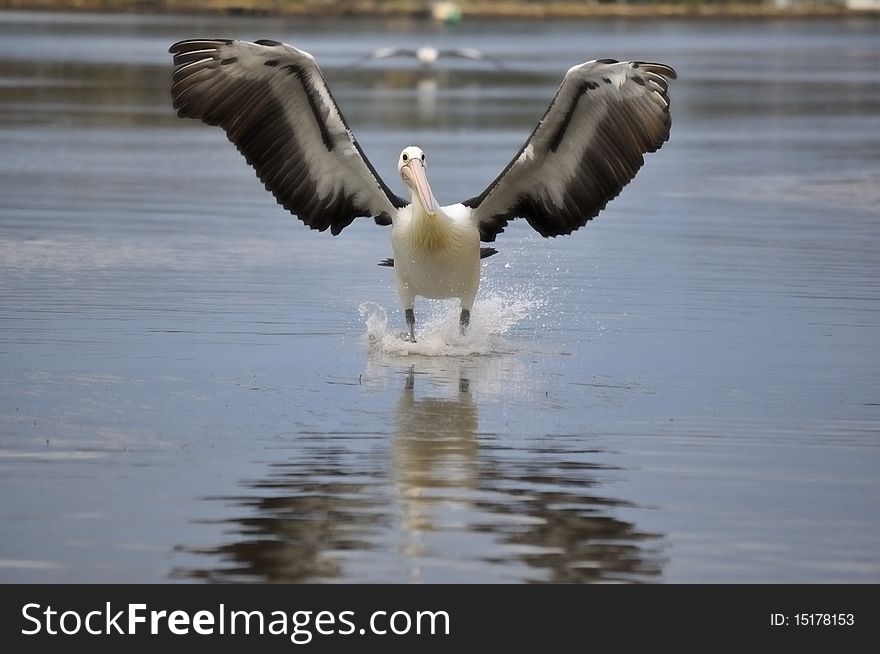 A white pelican just as it touches down for a water landing captured front on with a symetrical reflection. A white pelican just as it touches down for a water landing captured front on with a symetrical reflection.