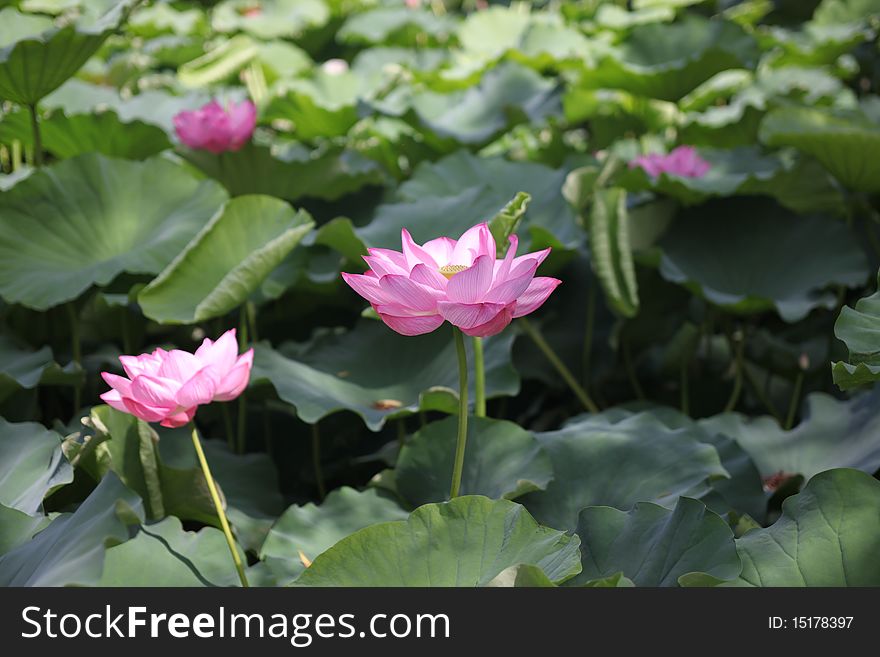 Four lotus flowers is opened