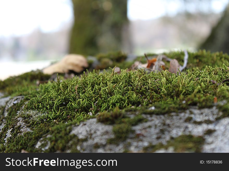 Green Moss On Large Rock