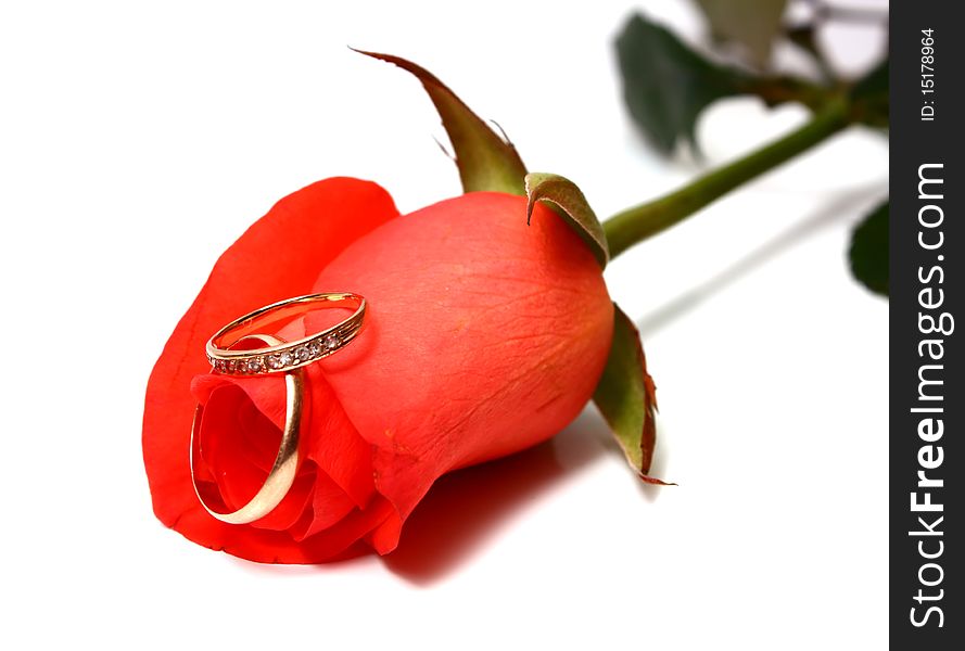 Rose and wedding rings isolated on white background