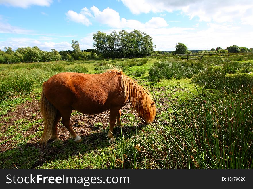 Young Pony Eating Grass