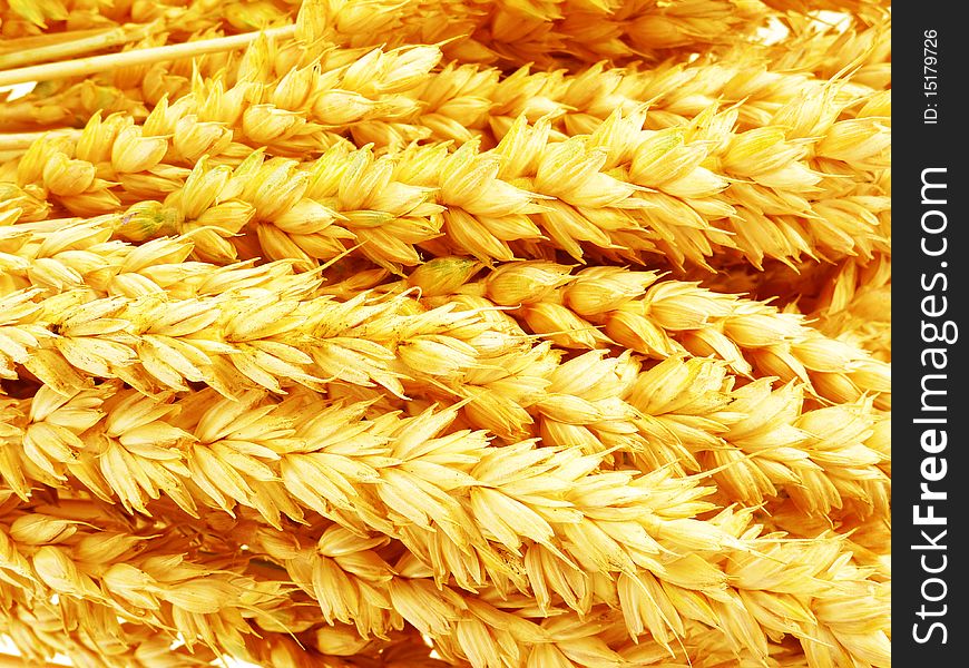 Background from wheat macro photography