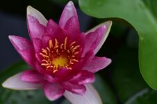 Nice Colorful Water Lilly Close Up In The Sunshine Royalty Free Stock Image Nice Colorful Water Lilly Close Up In The Sunshine Royalty Free Stock Image