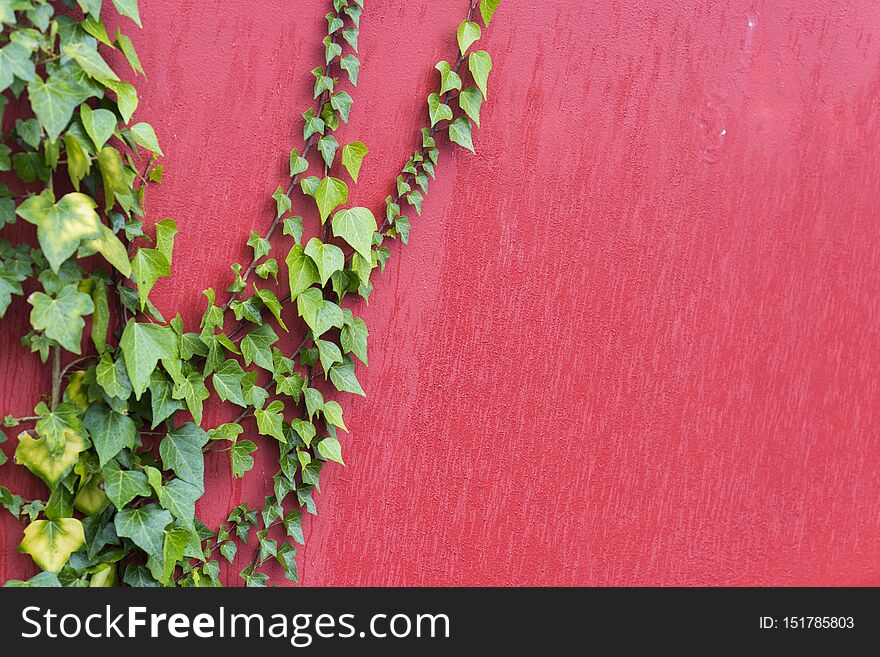 Creeping plant on a wall of a maroon house