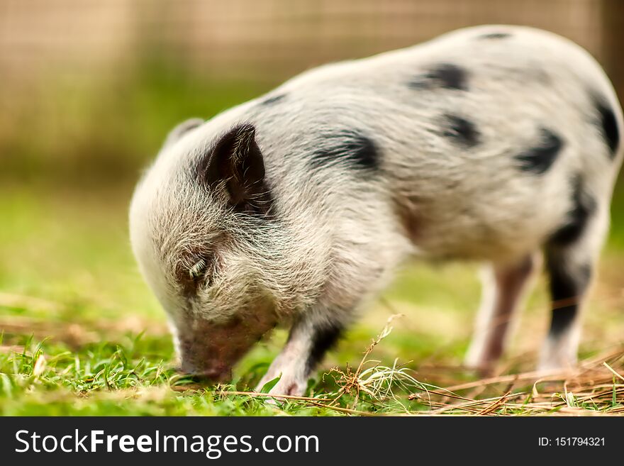 A closeup of an  eight week old pet Juliana pig. Also called a spotted or painted pig. A closeup of an  eight week old pet Juliana pig. Also called a spotted or painted pig.